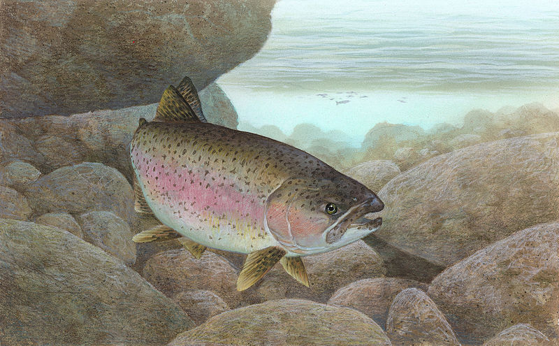 Rainbow Trout - Ontario Community Hatchery Program